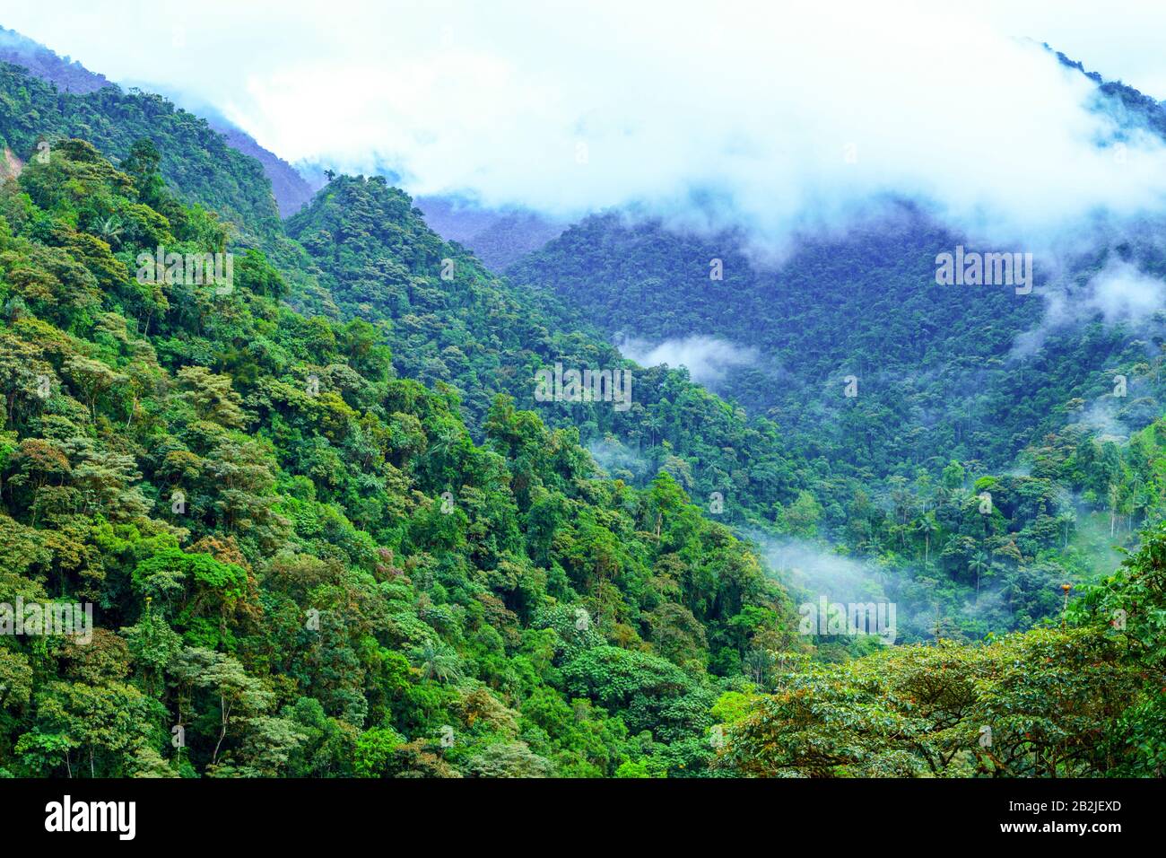 Forêt brumeuse à haute altitude dans les Andes équatoriennes Banque D'Images