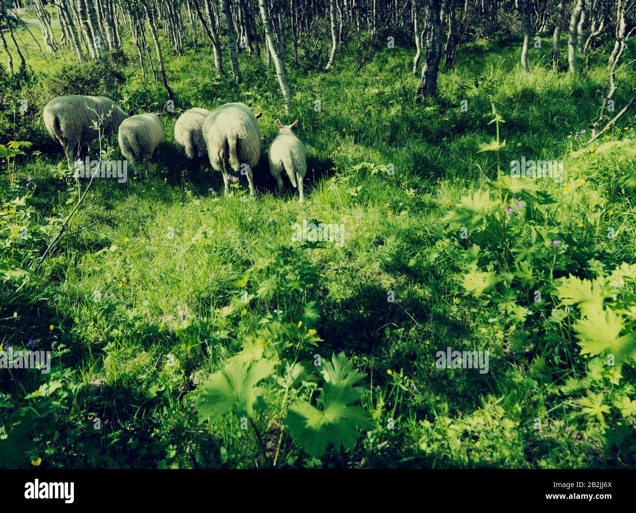 Les animaux en forêt Banque D'Images