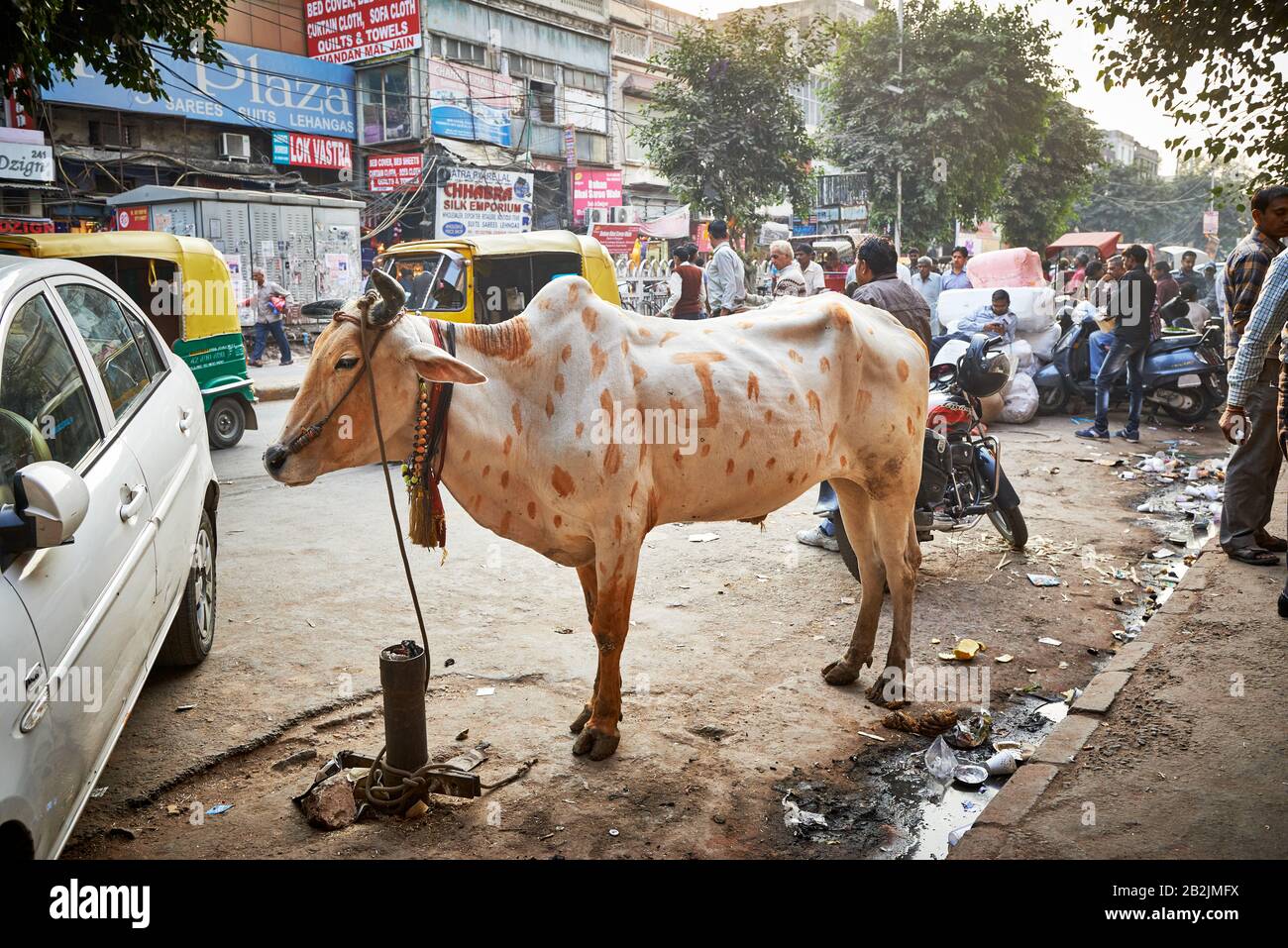 Vache Sainte dans les rues de Delhi, Inde Banque D'Images