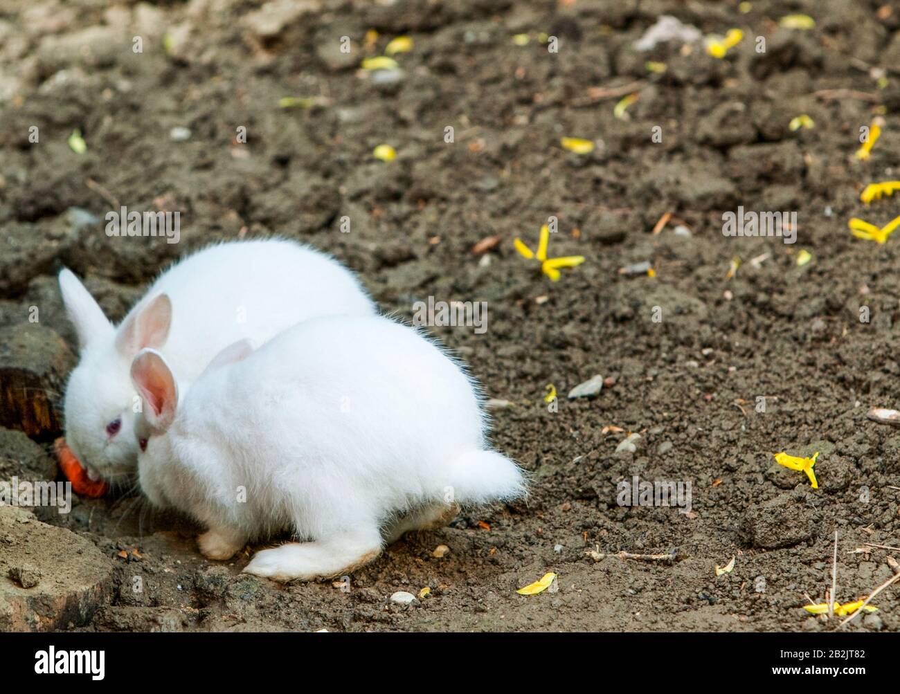 Paire de lapin angora blanc sur le terrain Banque D'Images