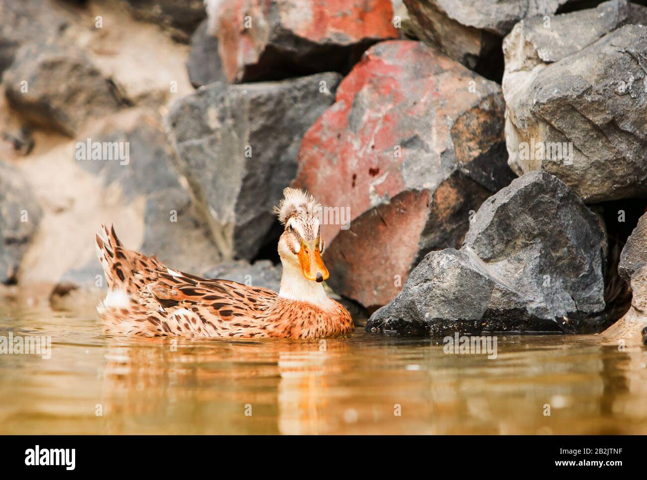 Le Canard colvert Canard sauvage ou probablement le plus connu et le