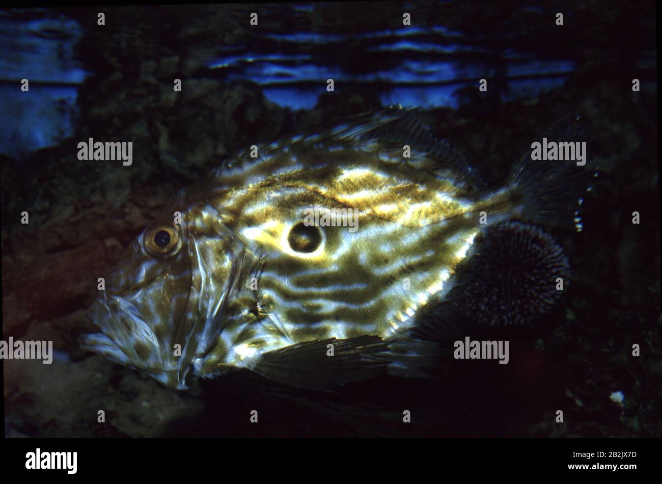 John Dory ou Saint-Pierre Fish, Zeus faber Banque D'Images