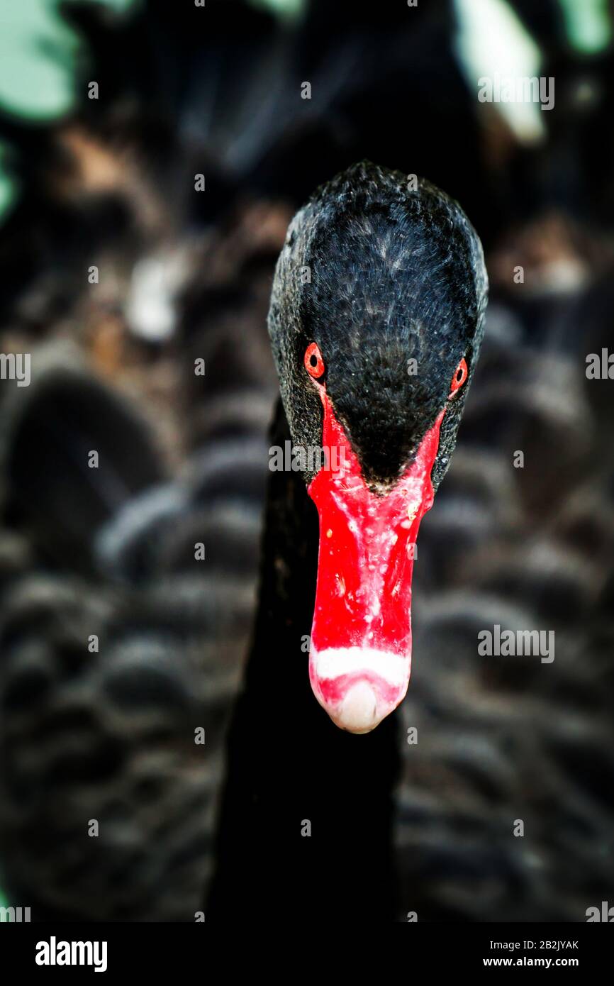 Black Swan Head Fermer jusqu'à droit dans la caméra Banque D'Images