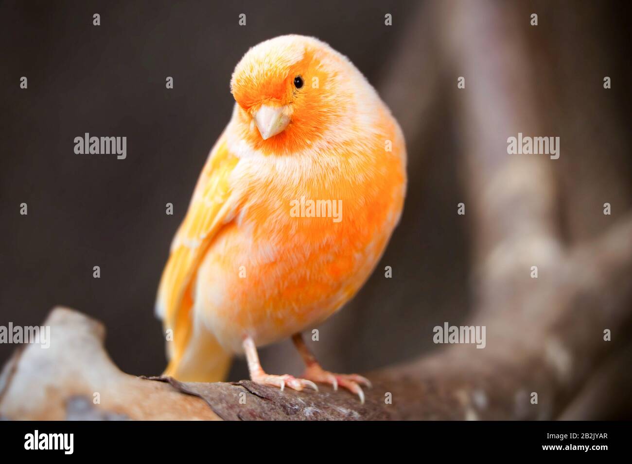 Gros plan d'un canari orange avec des accents de plumes blanches et jaunes perché sur une branche de bois rugueuse et texturée. L'oiseau est légèrement tourné sur le côté, la tête tournée vers la caméra Banque D'Images