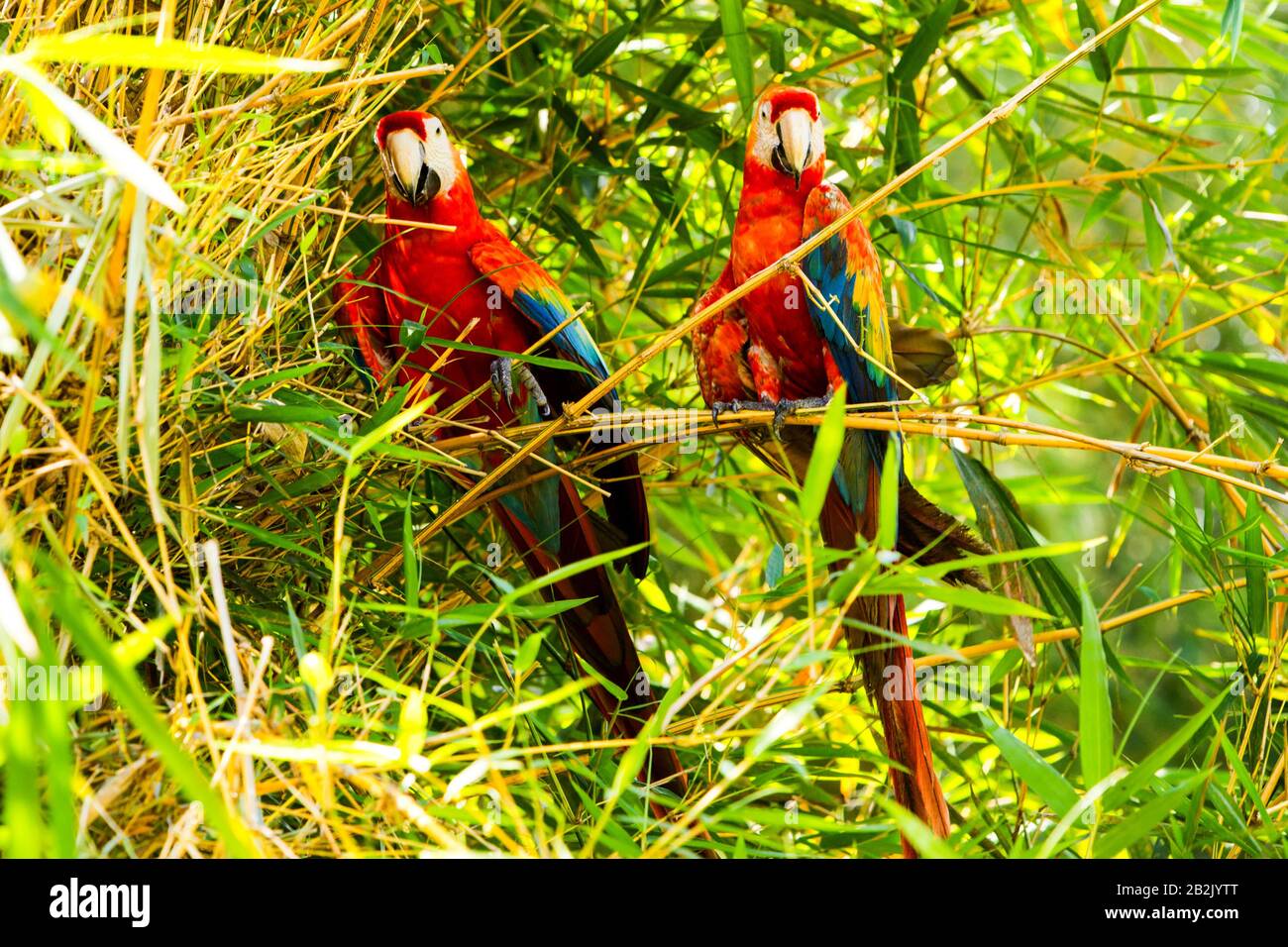 Paire De Perroquets Ara Macaw En Amazonie Équatorienne Banque D'Images