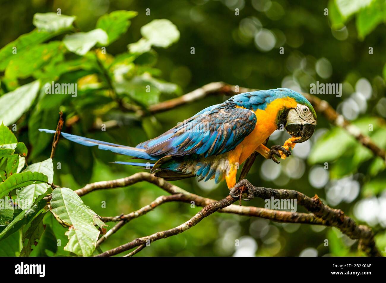 Macaw Ara coloré tourné en jungle équatorienne Banque D'Images