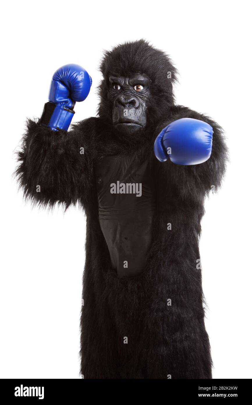 Jeune homme en costume de gorille portant des gants de boxe sur fond blanc  Photo Stock - Alamy