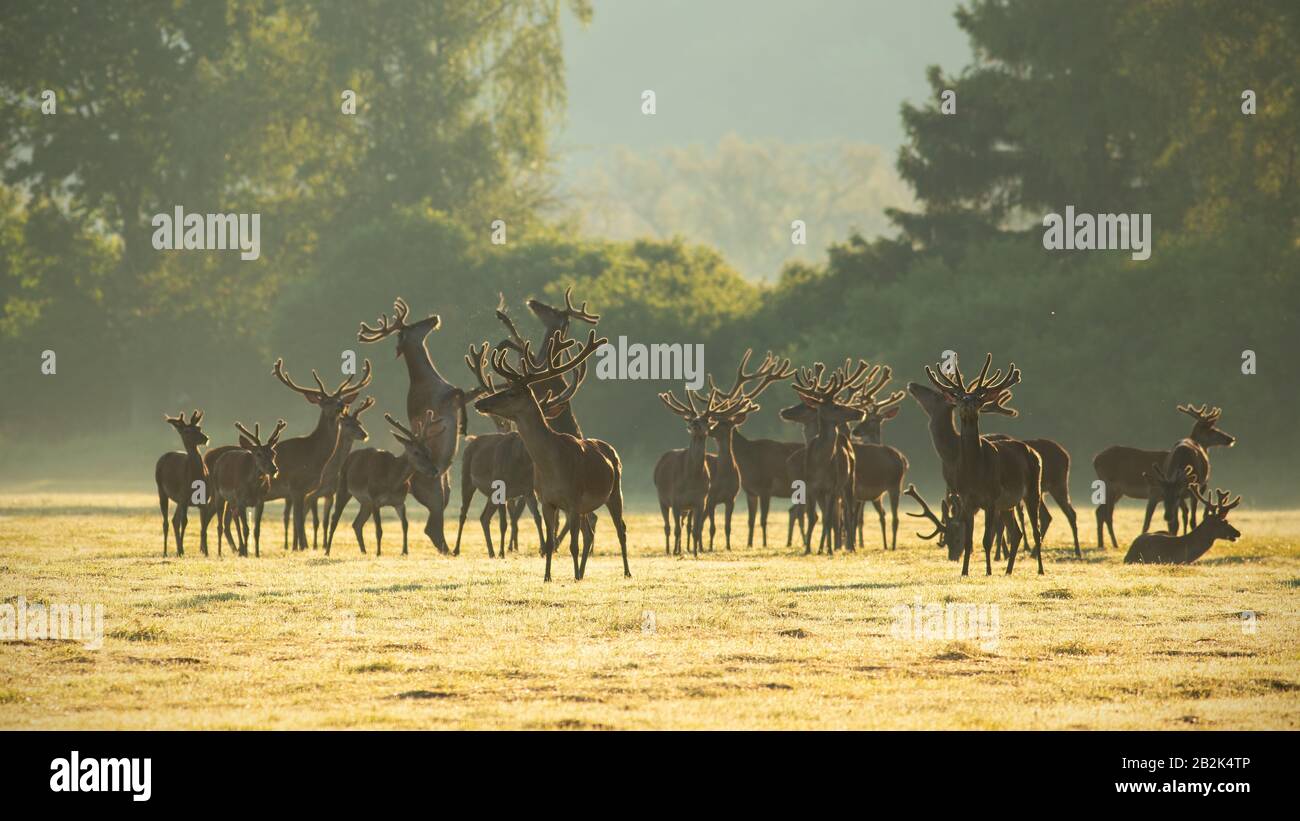 Des cerfs rouges stags debout et se battent avec les jambes sur un pré le matin. Banque D'Images