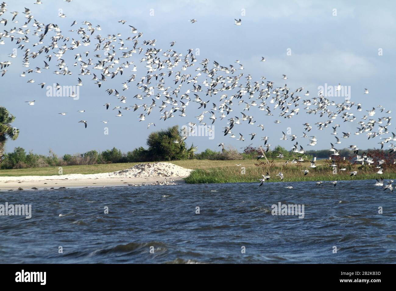 des-mouettes-qui-rient-banque-de-photographies-et-d-images-haute