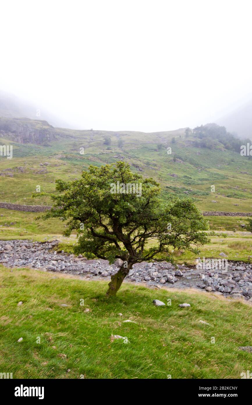 Arbre par petit ruisseau à la campagne Banque D'Images