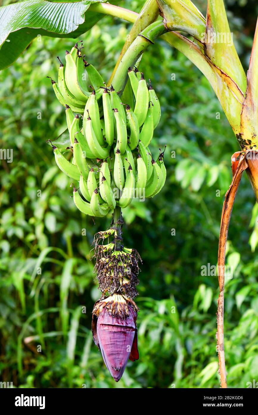 Banane mûre équatorien Cluster plantation près de la ville de Machala Banque D'Images