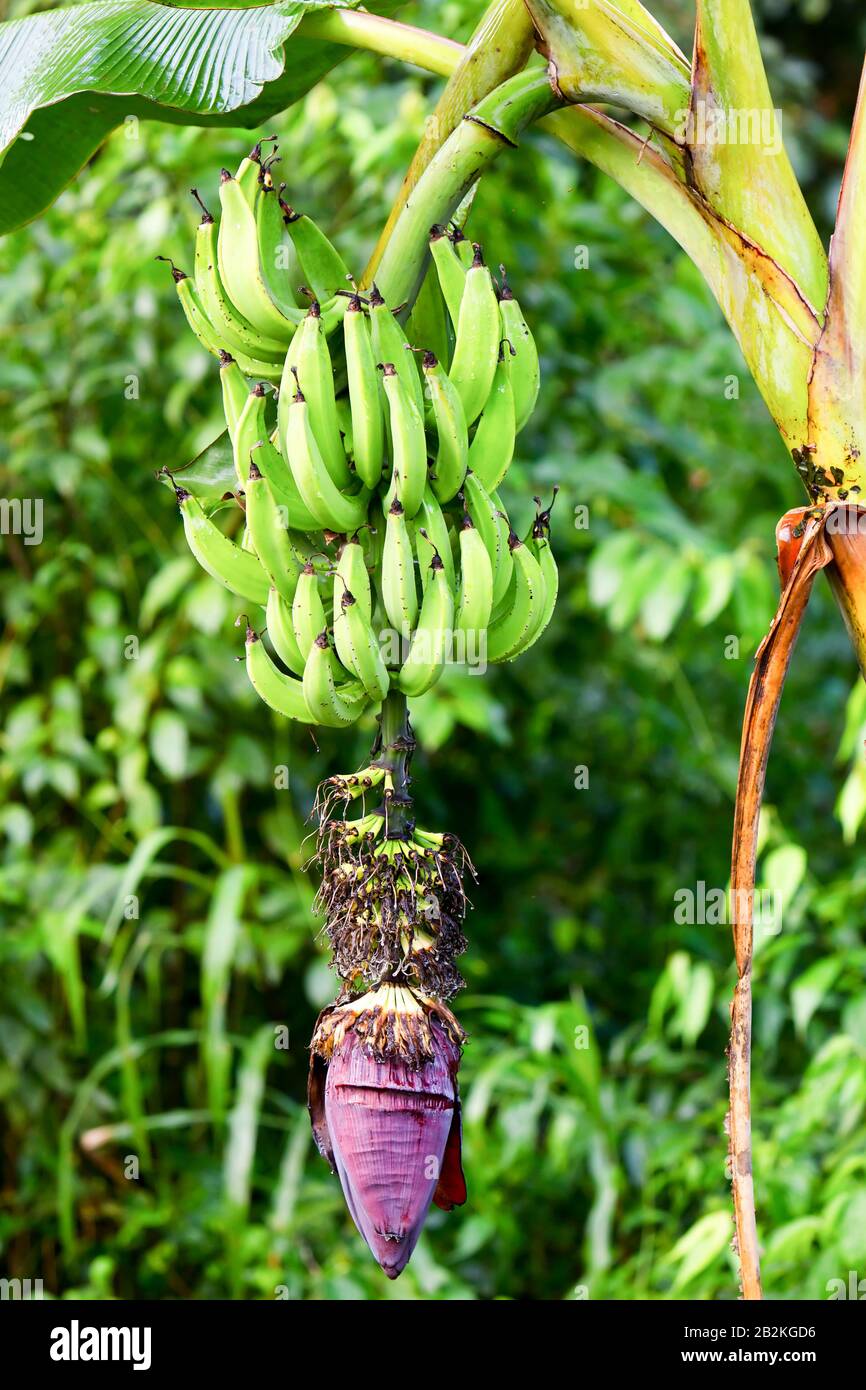 Une vue rapprochée d'une banane montrant un grand groupe de bananes vertes non mûres suspendues à la tige. Sous les bananes se trouve la grande fleur de banane violette (inflorescence) avec séché, brunâtre Banque D'Images