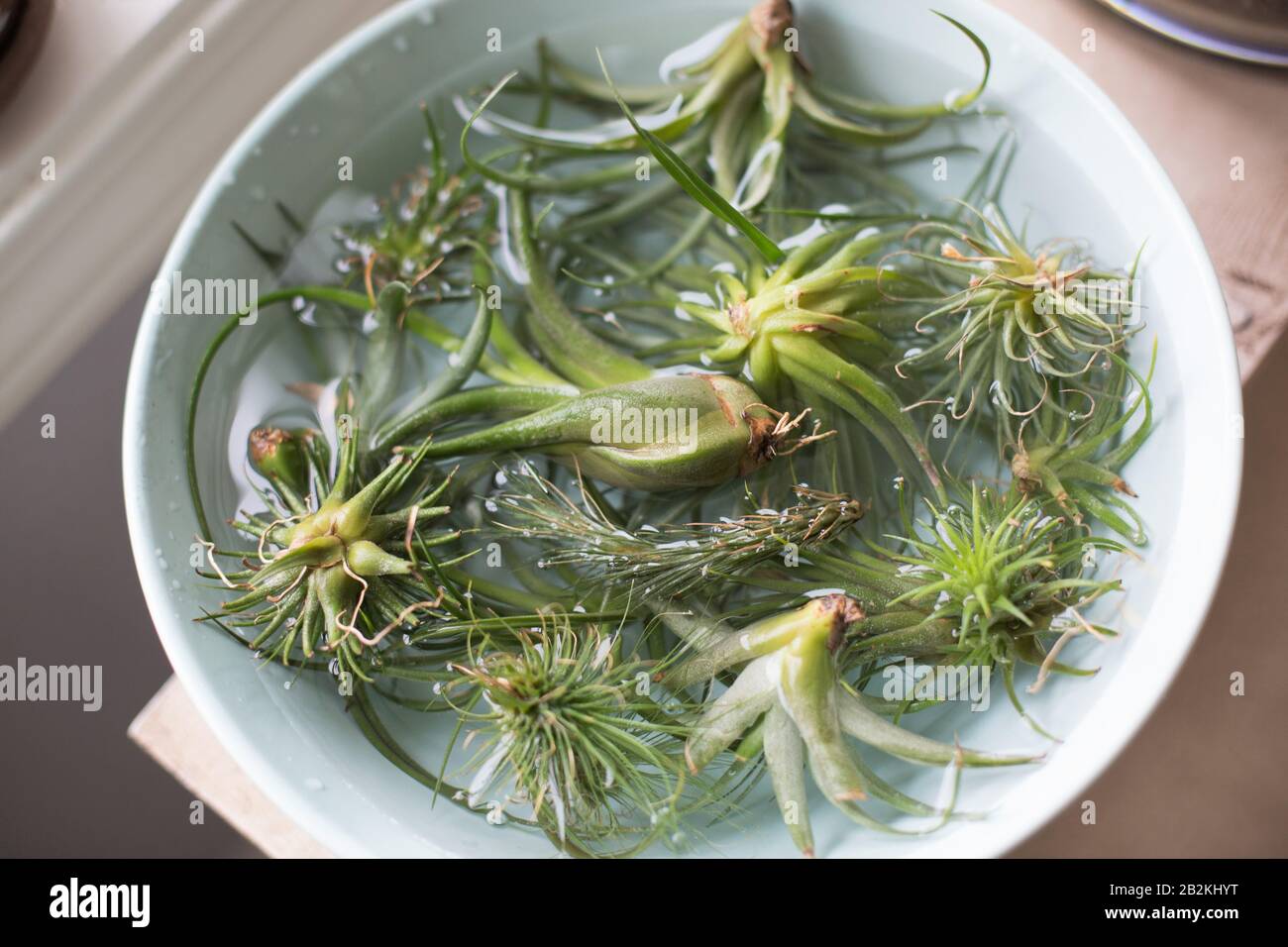 Tillandsia (plantes d'air) trempage dans l'eau. Banque D'Images