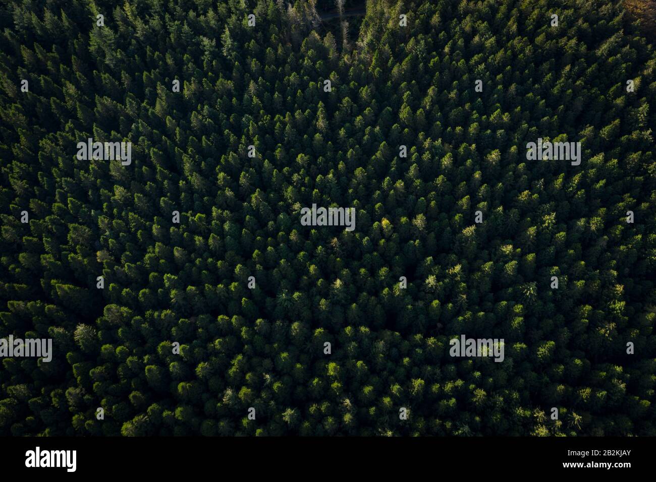 Vue aérienne en face de la forêt. Banque D'Images