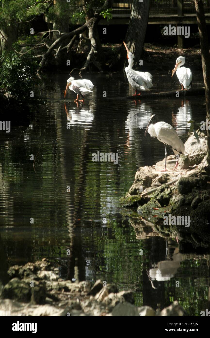 Cigognes de bois et pélicans blancs près d'un étang en Floride, États-Unis Banque D'Images