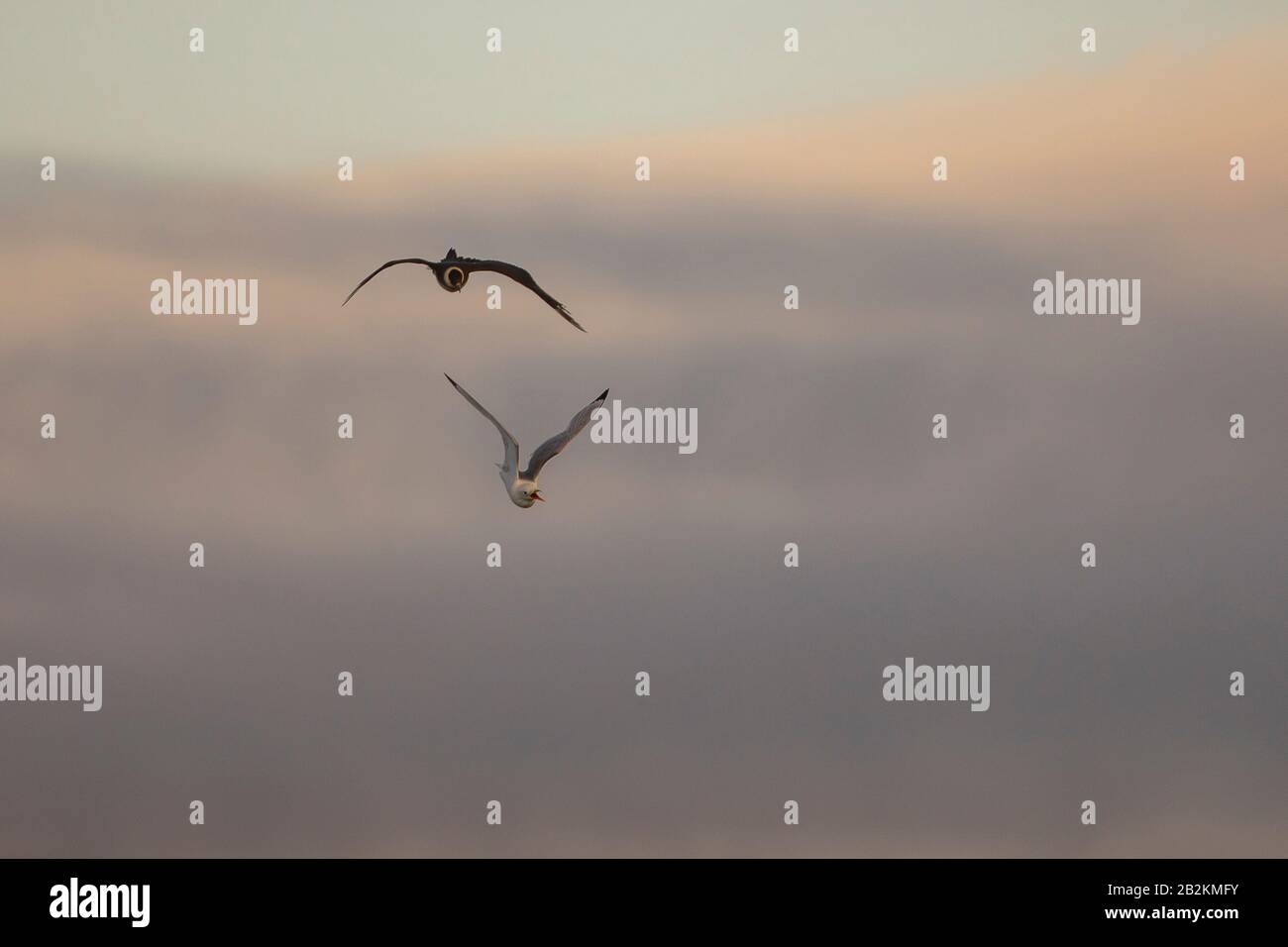 Pomarine Skua rencontre étroite dans la nature arctique. De Spitsbergen en Norvège Banque D'Images