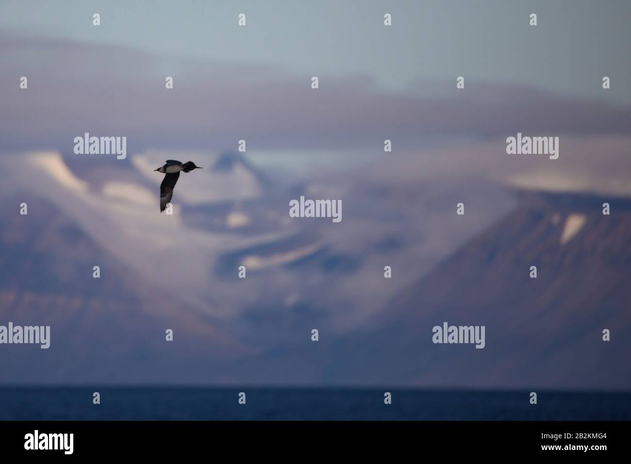 Pomarine Skua rencontre étroite dans la nature arctique. De Spitsbergen en Norvège Banque D'Images