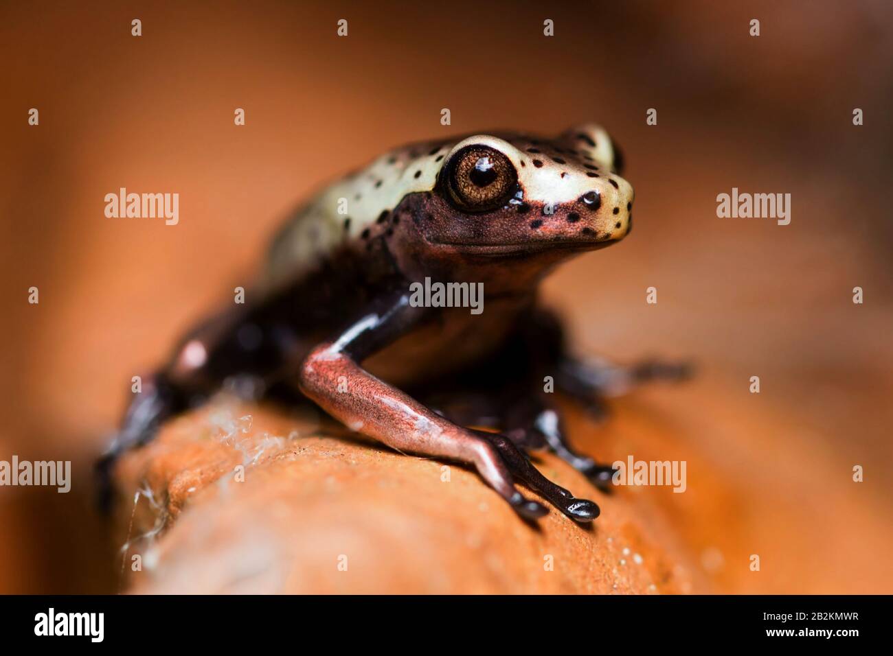 Petite grenouille très Unedified dans jungle équatorienne d'Amazon Banque D'Images