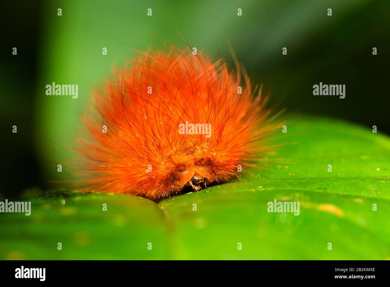 Les Chenilles Sont La Forme Larvaire D'Un Membre De L'Ordre Lepidoptera L'Ordre Des Insectes Comprenant Les Papillons Et Les Papillons De Forêt Amazonienne Banque D'Images