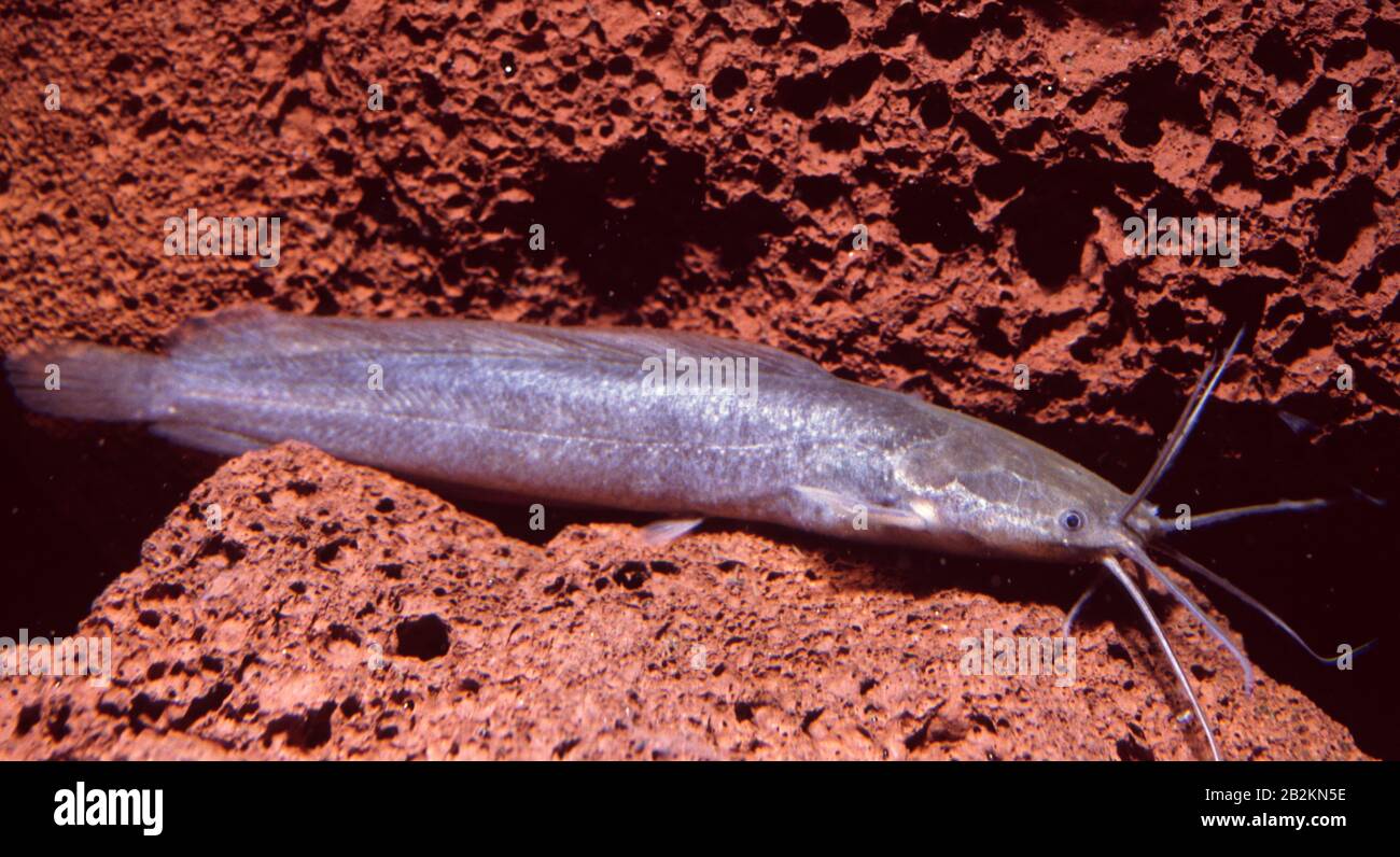 Poisson-chat de marche africain, Clarias gariepinus Banque D'Images