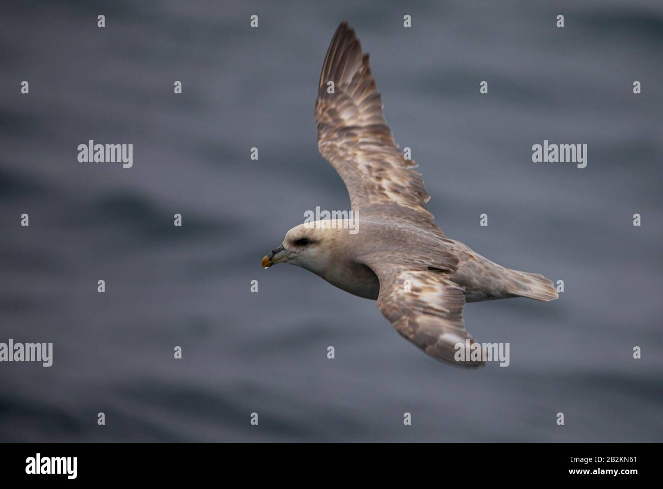 Fulmar arctique volant près de l'eau dans l'Arctique Banque D'Images