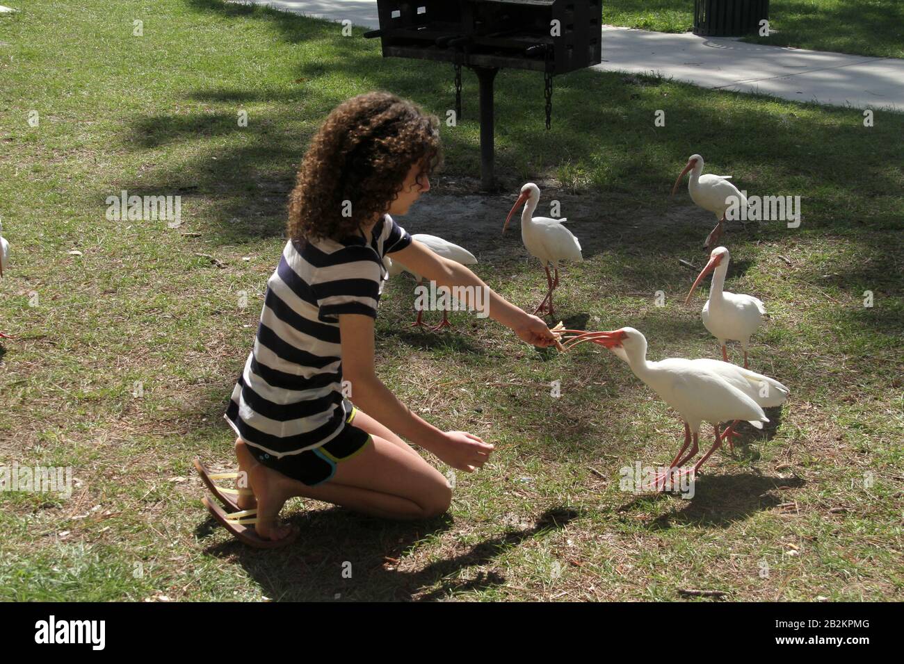 Fille qui nourrit les oiseaux ibis blancs américains dans le parc public de Floride, États-Unis Banque D'Images