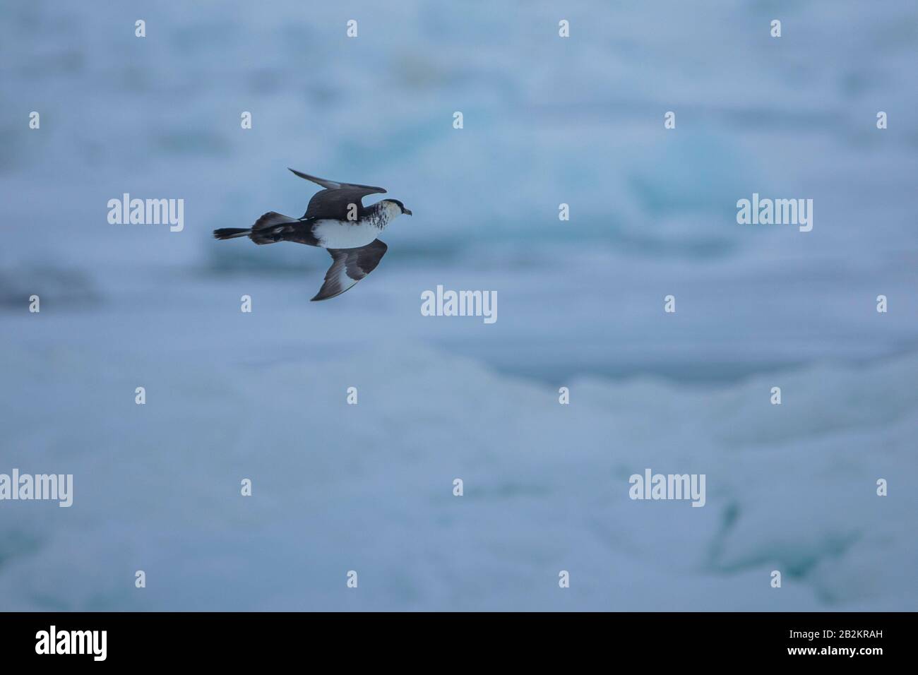 Pomarine Skua rencontre étroite dans la nature arctique. De Spitsbergen en Norvège Banque D'Images