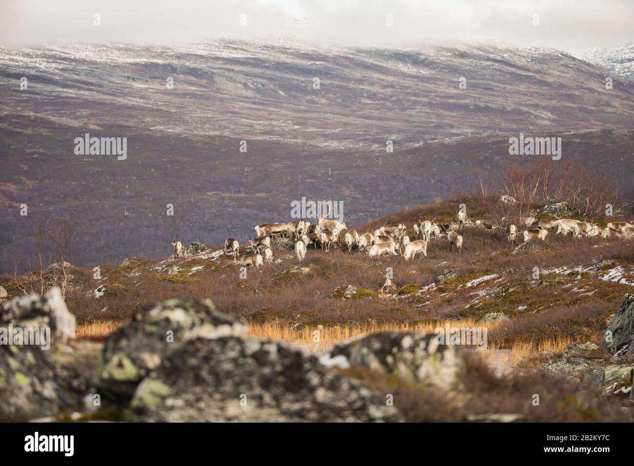 Renne au Spitsbergen Banque D'Images