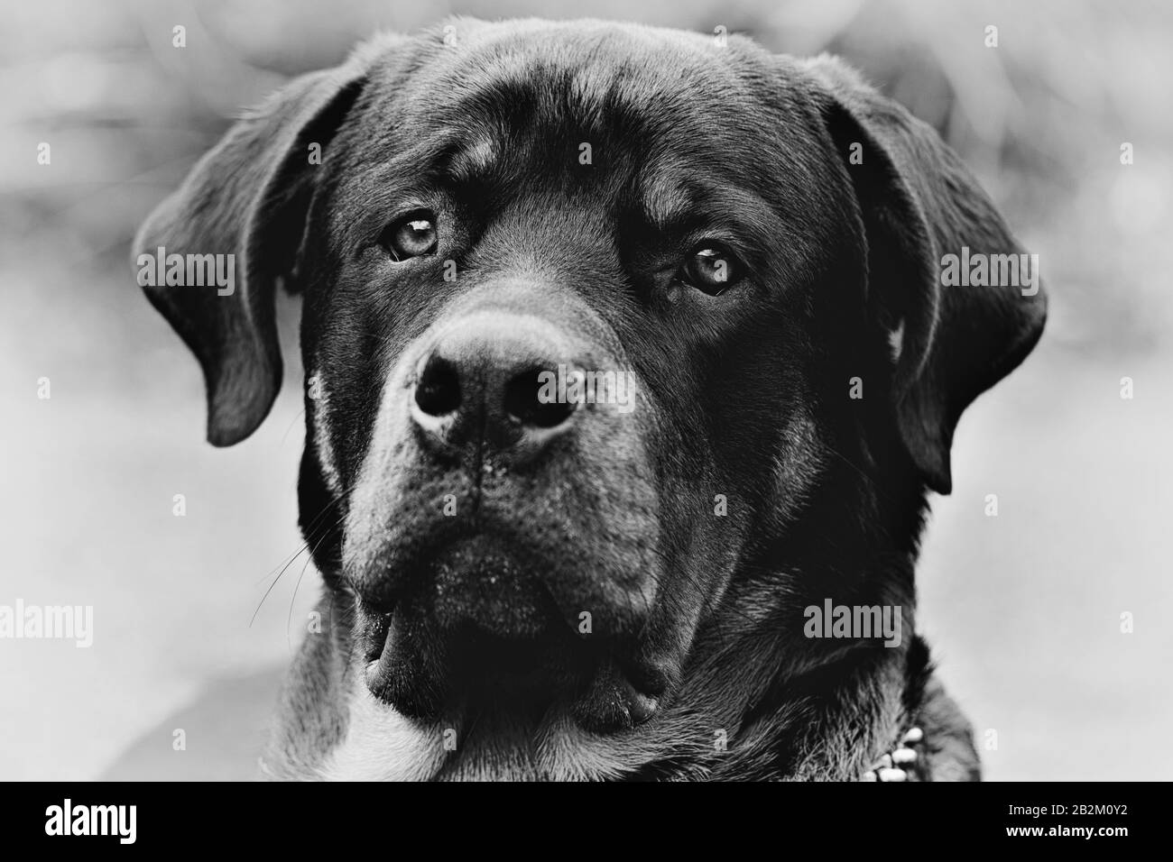Portrait en gros plan noir et blanc d'un grand chien aux oreilles souples, regardant directement l'appareil photo. Le chien a un visage large, les yeux foncés, et une bouche légèrement ouverte montrant un soupçon de ses dents. IT Banque D'Images
