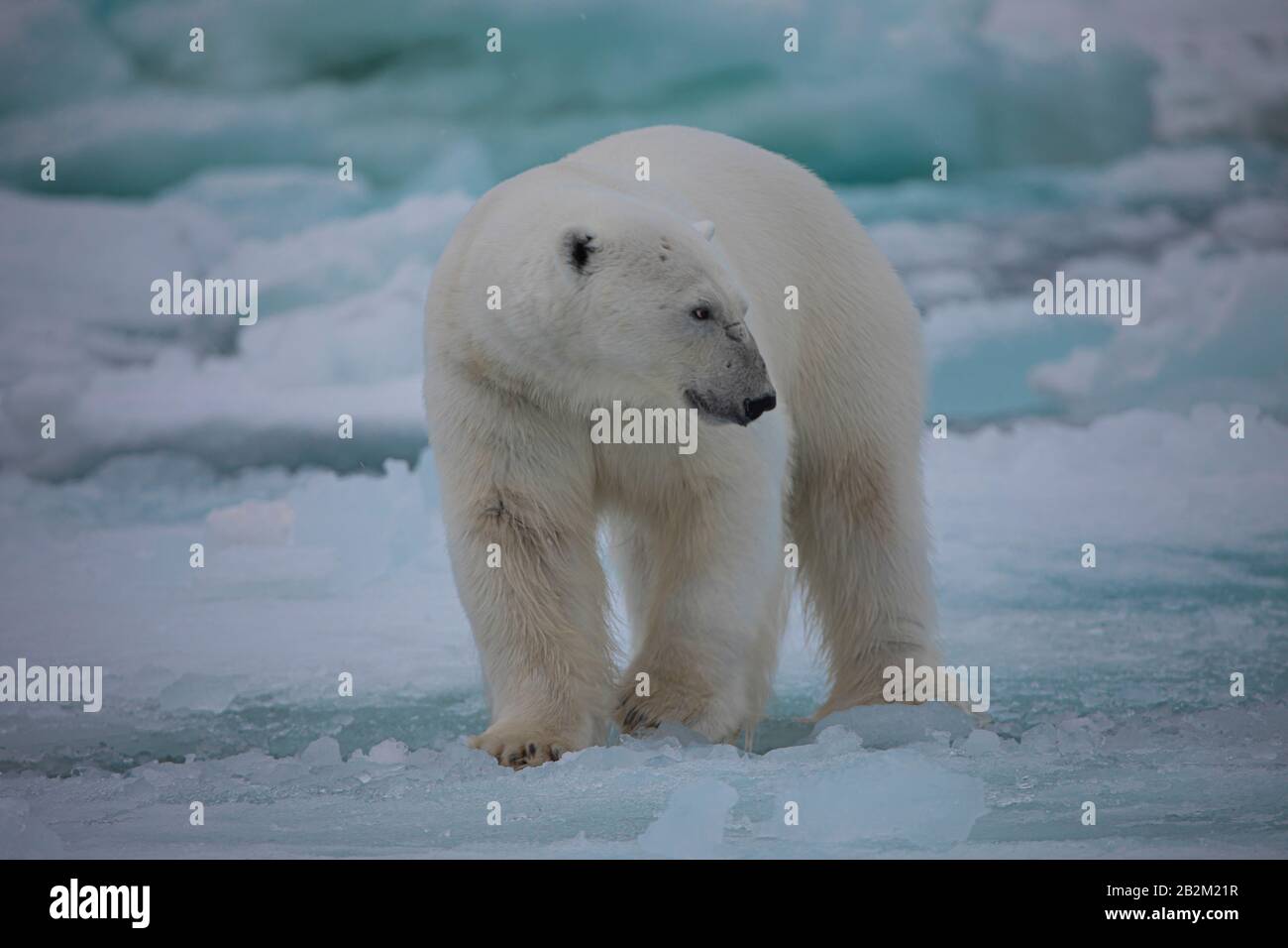 Grand ours polaire sur la glace flottante dans l'arctique. Svalbard, Norvège Banque D'Images