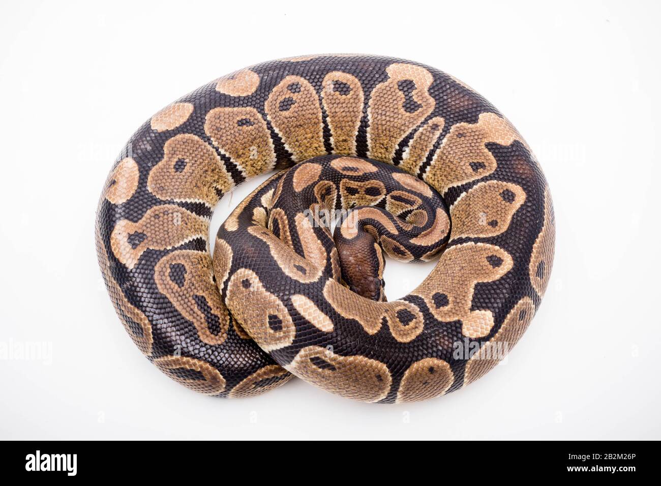 Un Royal/ball Python (Python Regius) isolé sur un fond blanc Banque D'Images