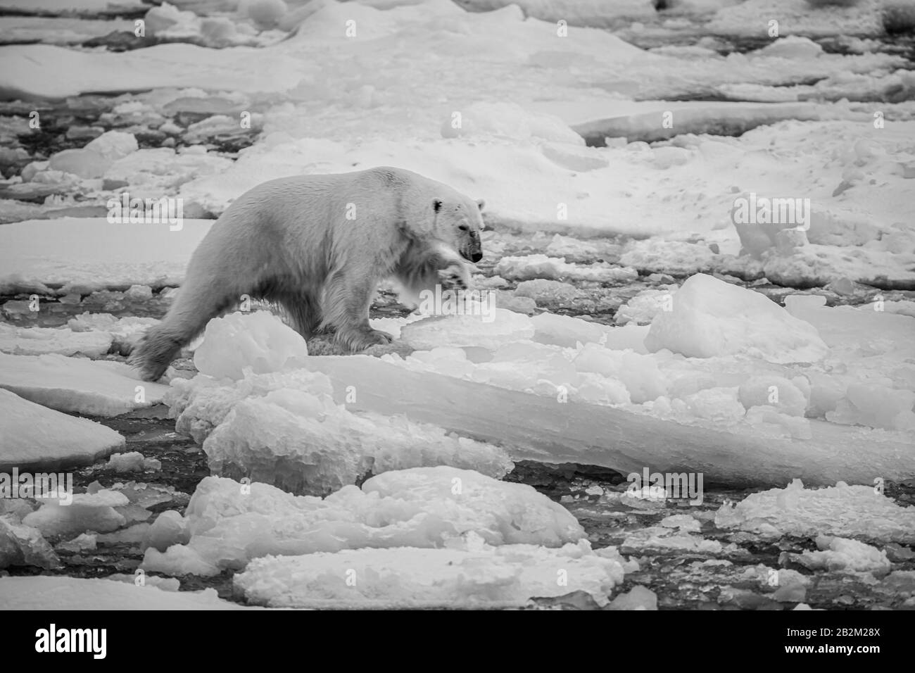 Grand ours polaire sur la glace flottante dans l'arctique. Svalbard, Norvège Banque D'Images