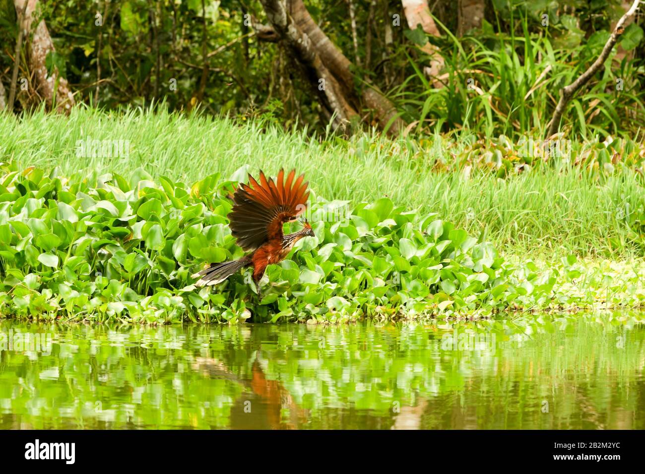 Hoatzin mâle le décollage en Amazonie équatorienne Banque D'Images