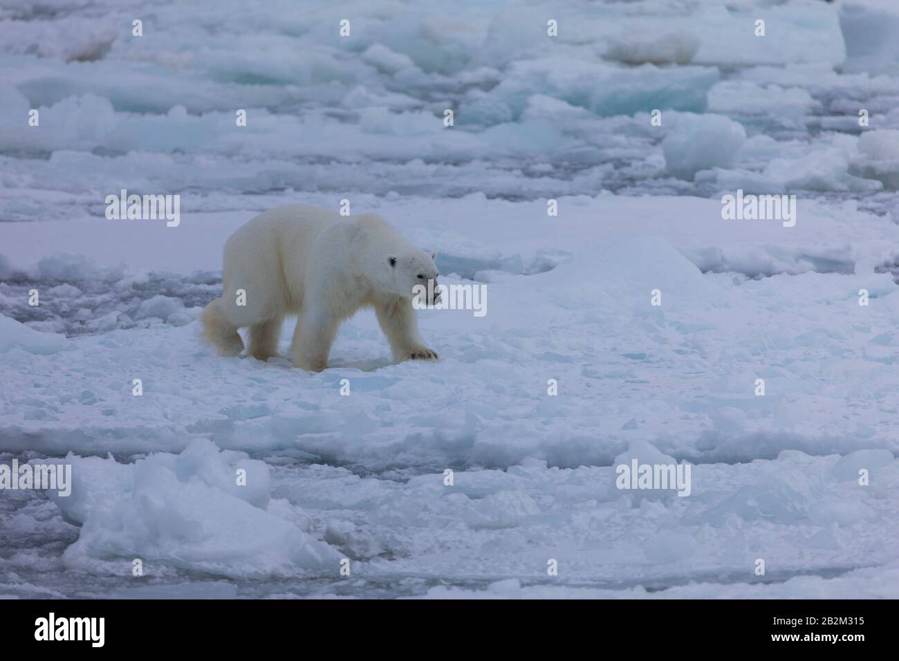 Grand ours polaire sur la glace flottante dans l'arctique. Svalbard, Norvège Banque D'Images