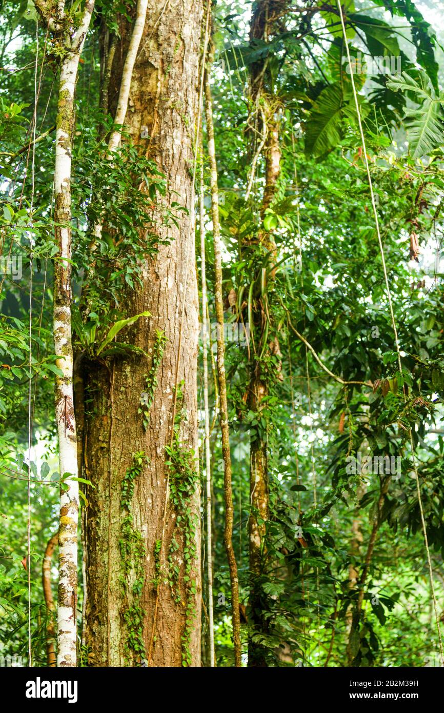 D'énormes des vignes dans le Parc National Yasuní Équatorienne Banque D'Images