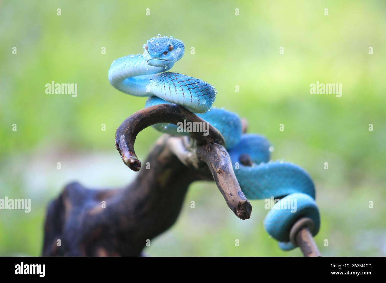 Trimeresurus Insularis - Asli Indonésie Yang Berwarna Biru Banque D'Images