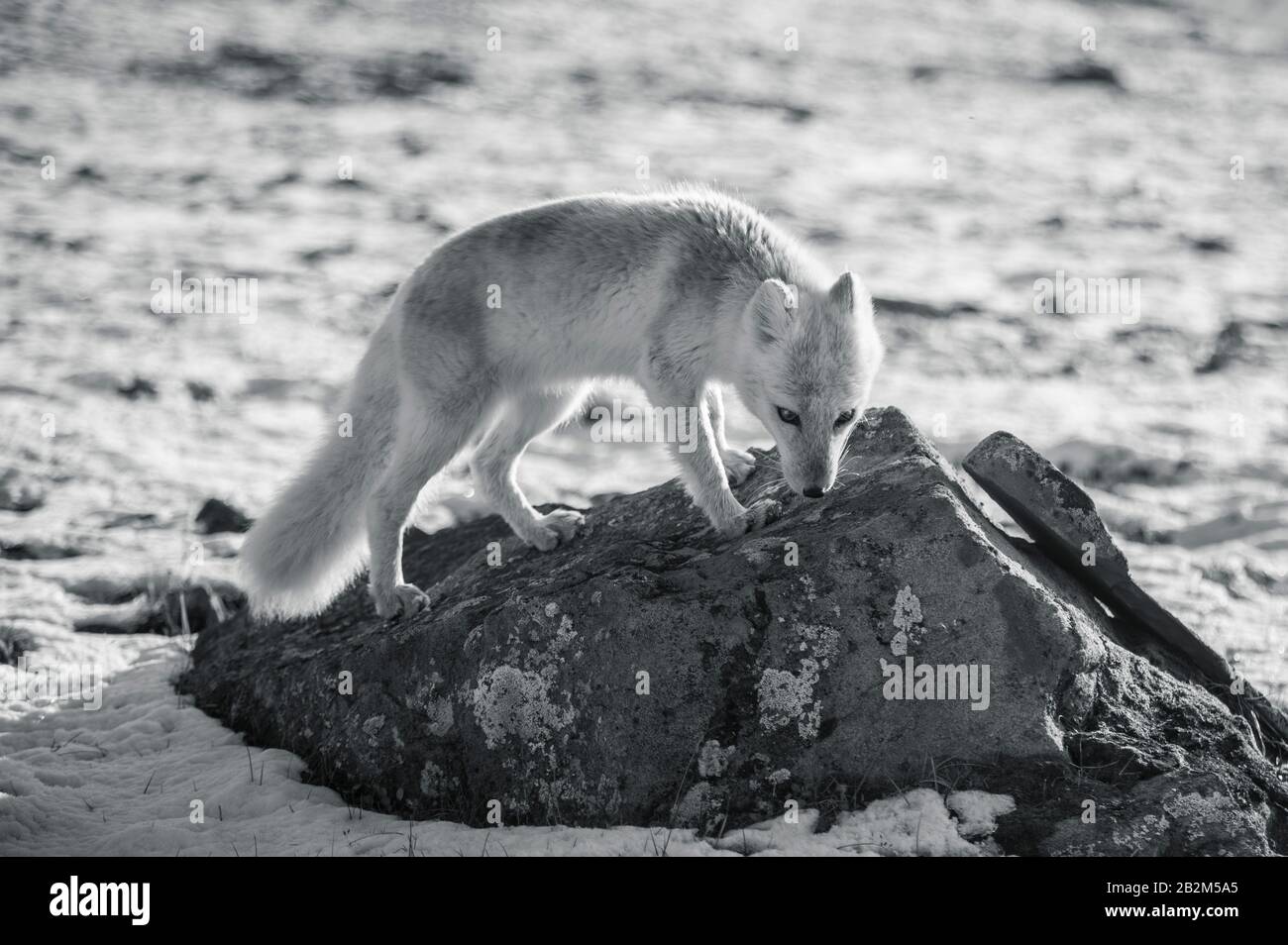 Le renard polaire affamé se délasser dans l'arctique Banque D'Images Le renard polaire affamé se délasser dans l'arctique Banque D'Images