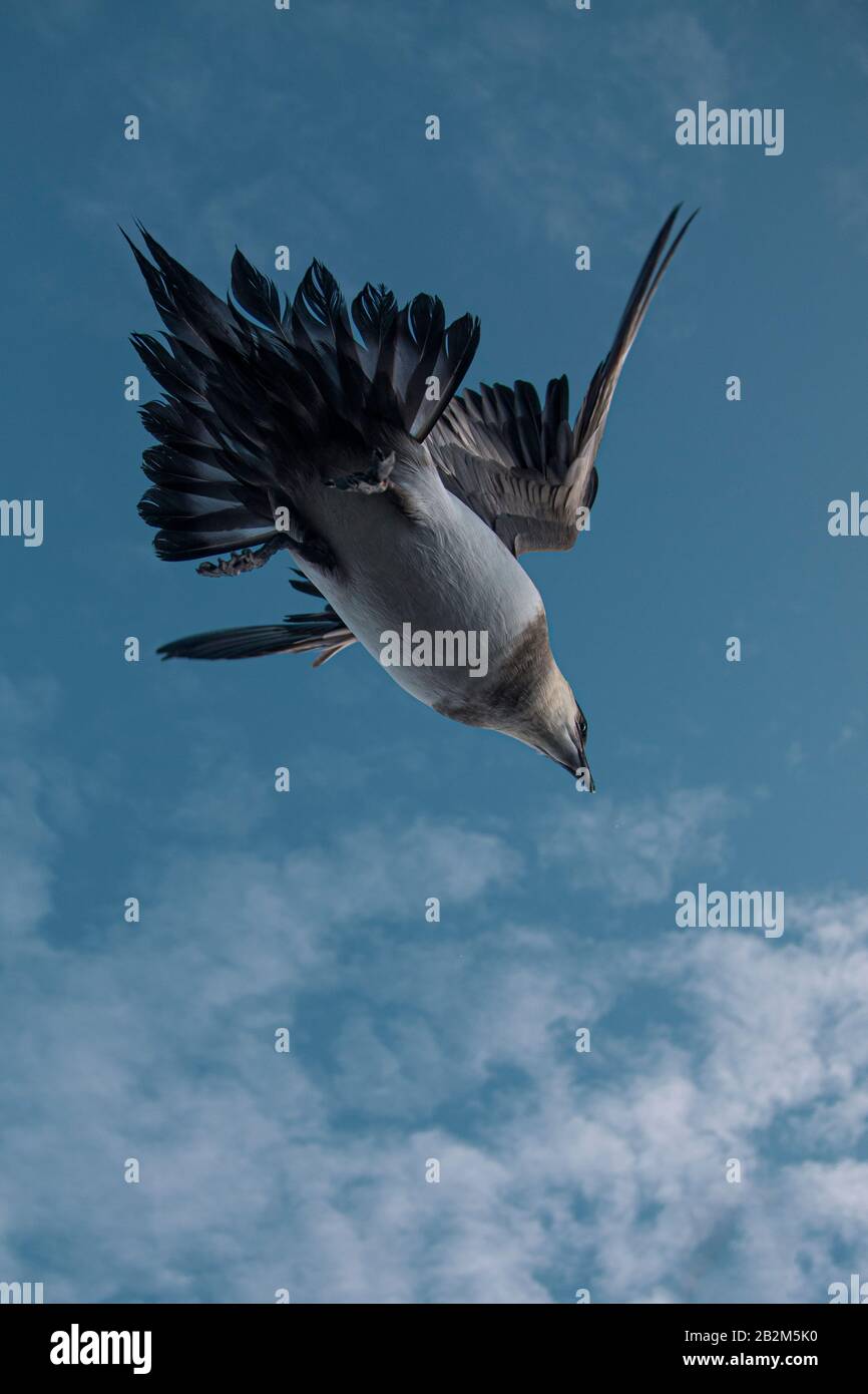 Pomarine Skua rencontre étroite dans la nature arctique. De Spitsbergen en Norvège Banque D'Images