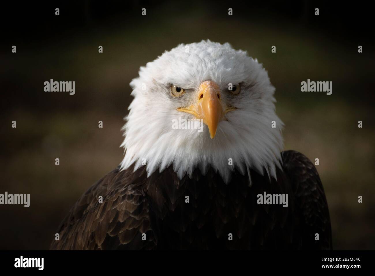 Bald eagle face Banque de photographies et d'images à haute résolution -  Alamy