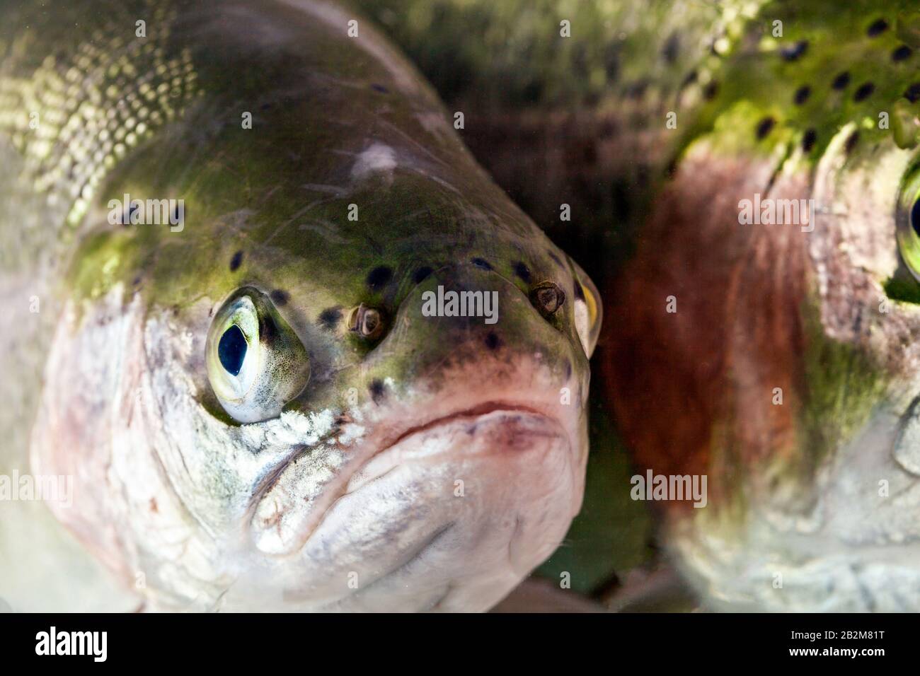 La truite femelle adultes Fish Head Shot Banque D'Images