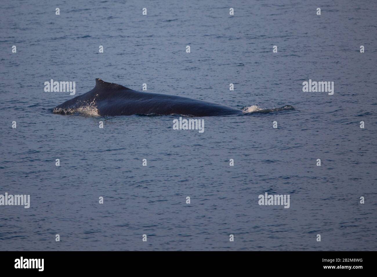 Baleine à bosse du nord, Spitsbergen, Norvège. Mammifères marins de l'arctique, voyageant dans le monde entier. Banque D'Images