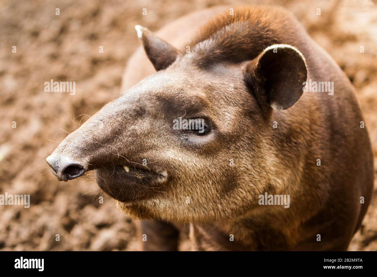 Close Up d'un tapir marron Banque D'Images