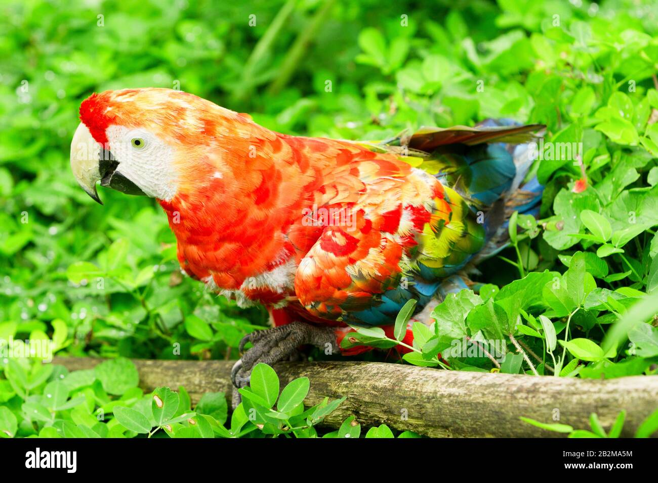 Le Scarlet Macaw Est Un Grand Macaw Coloré Il Est Autochtone À Humide Evergreen Forêts Dans L'Aire De Tropics Américaine S'Étend De L'Extrême Sud-Est M Banque D'Images