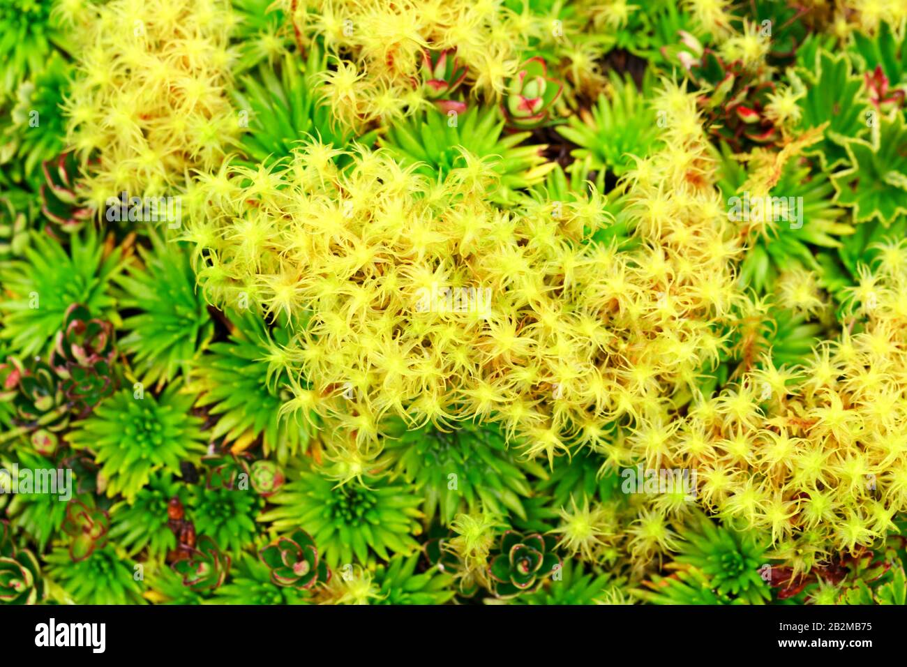 Une vue dense et rapprochée d'un couvre-sol naturel avec des amas de mousse vert jaunâtre éclatants entrecoupés de petites rosettes vertes succulentes. Certaines succulentes montrent des bords brun-rougeâtre, ajoutant Banque D'Images