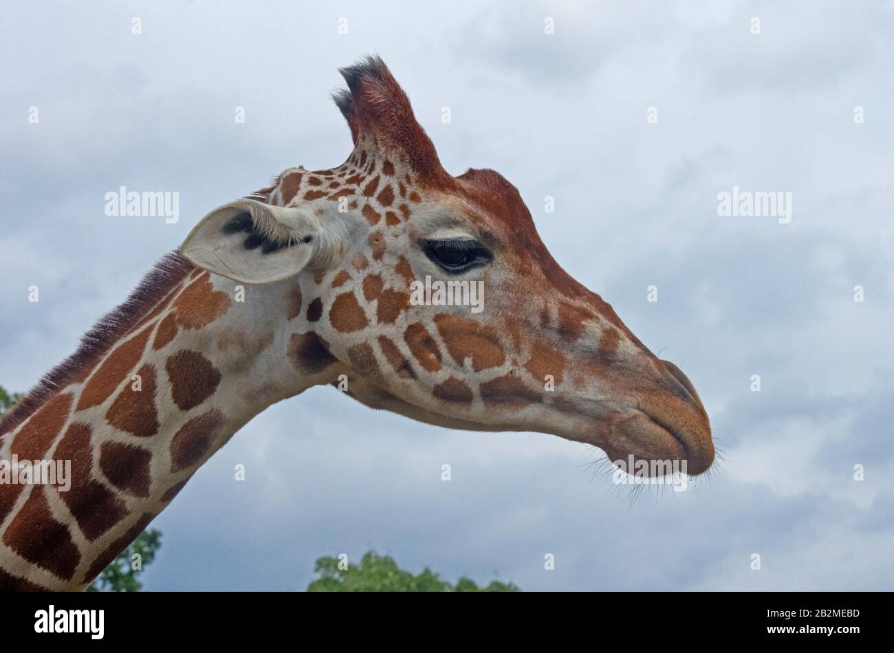 Giraffe Giraffa Camelopardalis Tête Réticulée Banque D'Images