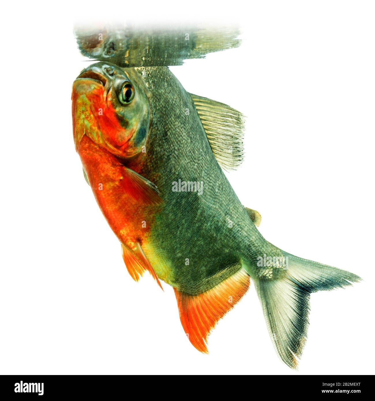 Tambaqui Poisson en miroir sur la surface de l'eau Aquarium Studio Shot Banque D'Images