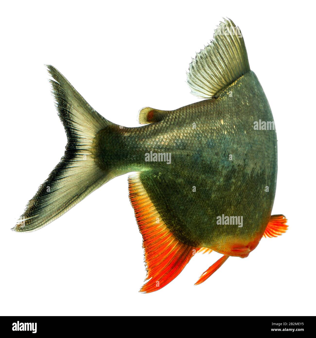 Conte de poissons à nageoires noires Tambaqui Aquarium Studio Shot Banque D'Images