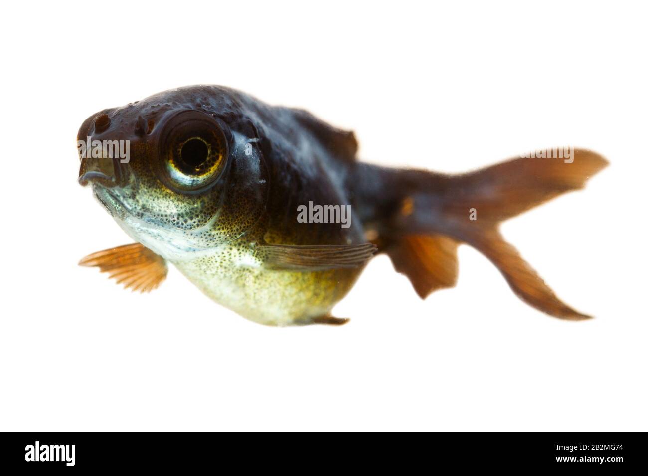 Télescope malades Goldfish Fry, vous pouvez observer le coton champignon derrière son oeil Banque D'Images