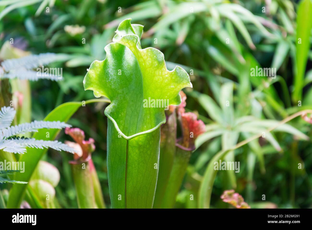Plante de mangeant des insectes Sarracenia, vue rapprochée de la croissance dans le jardin Banque D'Images