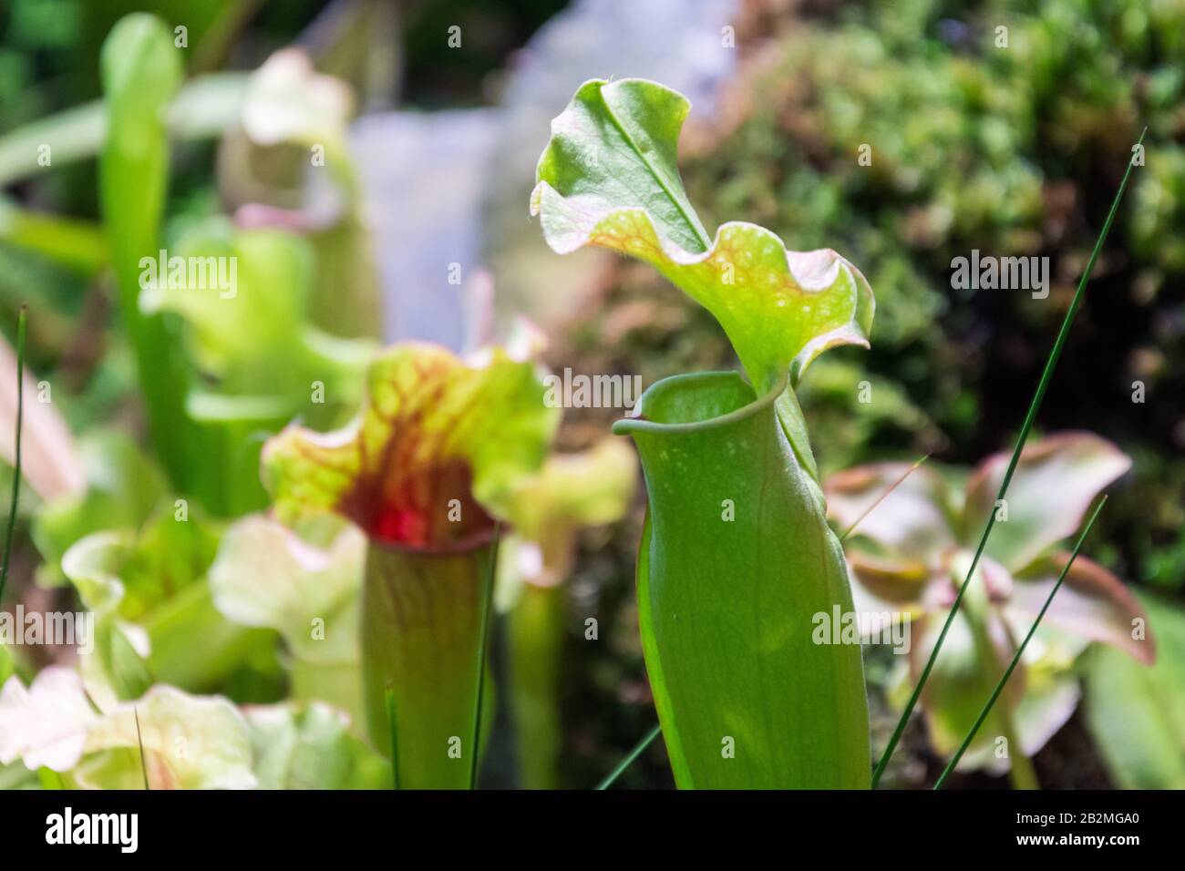 Plante de mangeant des insectes Sarracenia, vue rapprochée de la croissance dans le jardin Banque D'Images